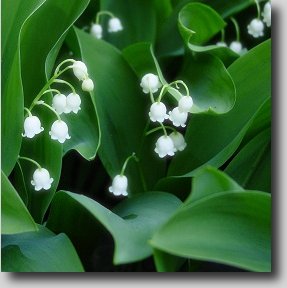 liliyvalley