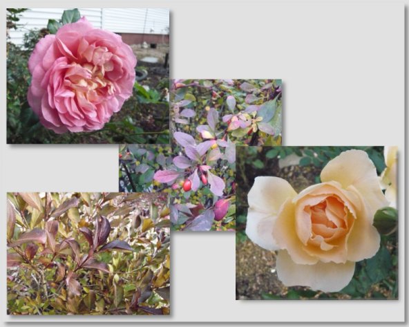 collage