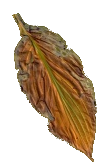 jpg